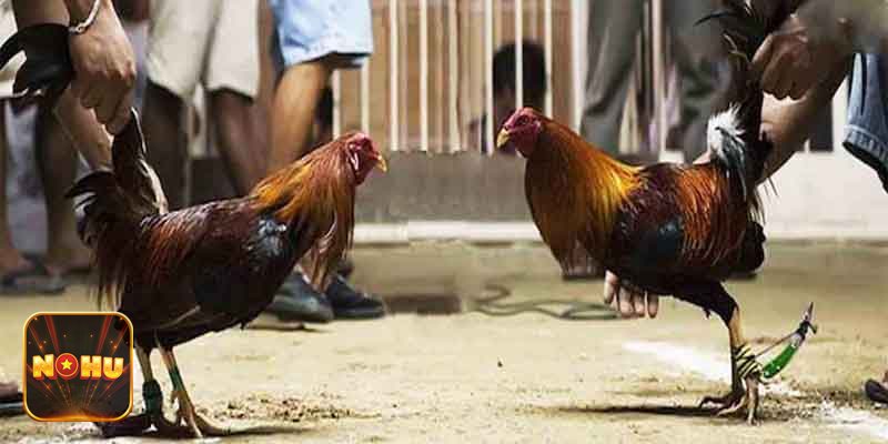 Đá Gà Cựa Sắt - Văn hóa và sức hút của bộ môn Đá Gà Cựa Sắt - Văn hóa và sức hút của bộ môn