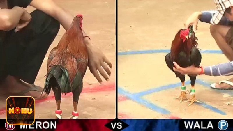 Đá Gà Online - Đá Gà Online là gì? Đá Gà Online - Đá Gà Online là gì?