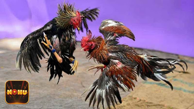 Đá Gà Thomo - Quy tắc chạng gà Đá Gà Thomo - Quy tắc chạng gà